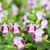 Torenia