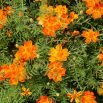 Aksamitka Orange Gem - wąskolistna, pomarańczowa