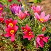 Sasanka Anemone pulsatilla - czerwona
