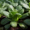 Kapusta chińska Pak-Choi