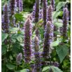 Agastache, Kłosowiec meksykański