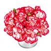 Goździk ogrodowy malinowy - Raspberry ripple