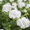 Pelargonia biała