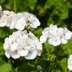 Pelargonia biała