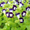 Torenia