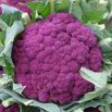 Kalafior Di Sicilia Violetto - o róży fioletowej
