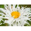 Złocień Crazy Daisy - o kwiatach półpełnych