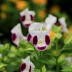 Torenia