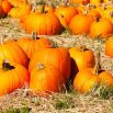 Dynia ozdobna Jack O'Lantern - jadalna
