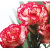 Goździk ogrodowy malinowy - Raspberry ripple