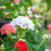 Pelargonia biała