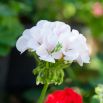 Pelargonia biała