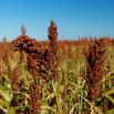 Sorgo czarne