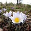 Sasanka Anemone pulsatilla - biała