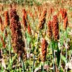 Sorgo czarne