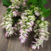 Szałwia muszkatołowa - przepiękna i aromatyczna!