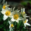Sasanka Anemone pulsatilla - biała
