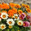 Gazania błyszcząca Sunshine