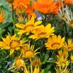 Gazania błyszcząca Sunshine