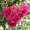 Lagerstroemia