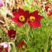 Sasanka Anemone pulsatilla - czerwona