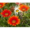 Gazania lśniąca