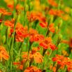 Aksamitka Orange Gem - wąskolistna, pomarańczowa