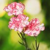 Goździk ogrodowy malinowy - Raspberry ripple