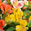 Alstremeria - florystyczny oryginał w ogrodzie!