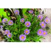 Aster alpejski - mieszanka