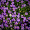Aster alpejski - mieszanka