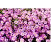 Aster alpejski - mieszanka