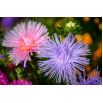 Aster karłowy Teisa Stars