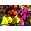 Bratek wielkokwiatowy Giants Velvet - kolorowa mieszanka