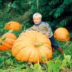 Dynia olbrzymia Atlantic Giant - gigantyczne owoce, nawet 300kg