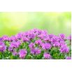 Monarda, Pysznogłówka cytrynowa