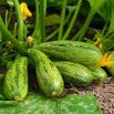 Cukinia Nimba