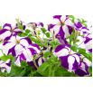 Petunia o kwiatach dwubarwnych - mieszanka Star F2