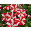 Petunia o kwiatach dwubarwnych - czerwona