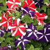Petunia o kwiatach dwubarwnych - mieszanka Star F2