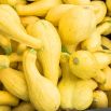 Dynia ozdobna Yellow Crookneck