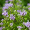 Monarda, Pysznogłówka cytrynowa