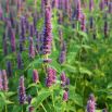 Agastache, Kłosowiec meksykański