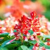 Szałwia błyszcząca White RED Bicolour