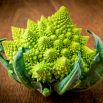Kalafior Romanesco Natalino - o róży zielonej
