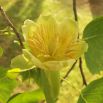 Tulipanowiec amerykański - setki tulipanów na drzewie!