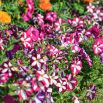 Petunia o kwiatach dwubarwnych - mieszanka Star F2