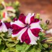 Petunia o kwiatach dwubarwnych - mieszanka Star F2