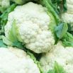 Kalafior Early Snowball X - biały