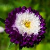 Aster - Belstead Supreme